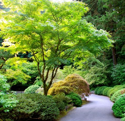 . Microschool Ideas, Green Japanese Maple, Interesting Flowers, Garden Tricks, Garden Ponds, Hardiness Zones, Japanese Maples, Japan Garden, Subtle Beauty