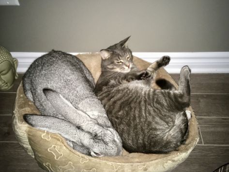 Kitty And Bunny, Rabbit Sleeping, Cat And Rabbit, Giant Bunny, Flemish Giant, Rabbit House, Cat Friends, Sleeping Together, Big Bunny