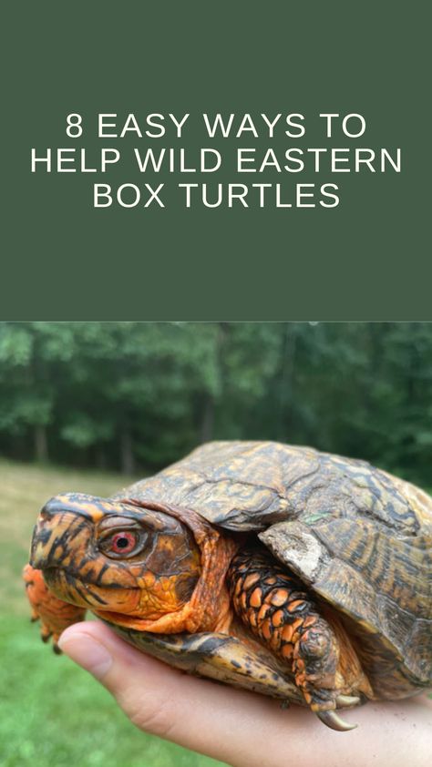 Whether it's from your own backyard or you're on vacation, there are simple ways we can boost the lives of adorable box turtles! Box Turtle Habitat, Turtle Enclosure, Backyard Habitat, Box Turtles, Eastern Box Turtle, Turtle Habitat, Outdoor Shelters, Box Turtle, Ecosystem