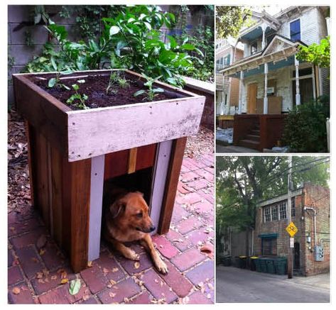 Dog house with a rooftop garden