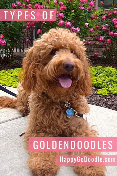 With so many types of Goldendoodles, who can keep track of them all? Happy-Go-Doodle is here to help! If you're doing your homework on different colors of Goldendoodles, sizes of Goldendoodles, and generations of Goldendoodles, get the facts here. HappyGoDoodle.com. #goldendoodle #goldendoodlefacts #happygodoodle #goldendoodlesizes #goldendoodlecolors Types Of Goldendoodles, Golden Doodle Colors, Goldendoodle Colors, Doodle Tips, Teddy Bear Goldendoodle, English Goldendoodle, Different Haircuts, Goldendoodle Miniature, Golden Retriever Breed