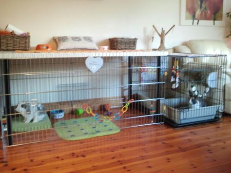 My Ikea hack for Bobby and Rosie.i made it using an Ikea desk and a bunny pen and attached it to a dog crate.i am going to add levels and some boxes soon. Pet Bunny House, Igloo Dog House, Bunny Pen, Diy Guinea Pig Cage, Rabbit Pen, Ikea Desk Hack, Airline Pet Carrier, Rabbit House, Bunny Room