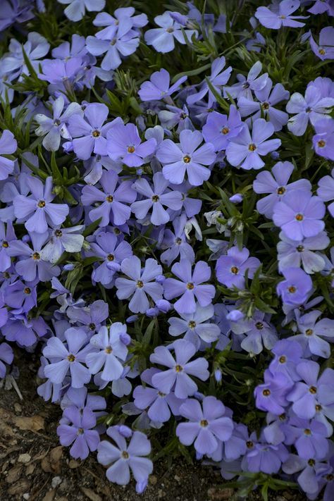 Periwinkle Tinkerbell, Periwinkle Aesthetic, Rare Colours, Phlox Subulata, Periwinkle Flowers, Rare Colors, Photo Polaroid, Periwinkle Color, Blue Aesthetic Pastel