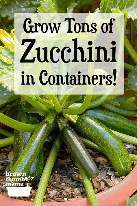 Yes, you can grow zucchini or summer squash in pots or containers! This family favorite is easy to grow and will give you a huge harvest. Here’s everything you need to know to grow zucchini in containers. Vegetables In Containers Growing, Gardening In Containers Vegetable, Container Food Gardening, How To Plant Vegetables In Pots, Veggie Garden Pots, Growing Veggies In Containers, Best Vegetables To Grow In Containers, Planting In Containers Outdoor, Vegetable Container Garden Design