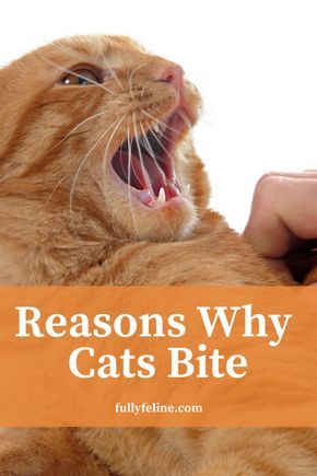 Cat Biting, Cat Language, Cat Info, Cat Hacks, Healthy Cat, Cat Care Tips, Kitten Care, Cat Parenting, Cat Training