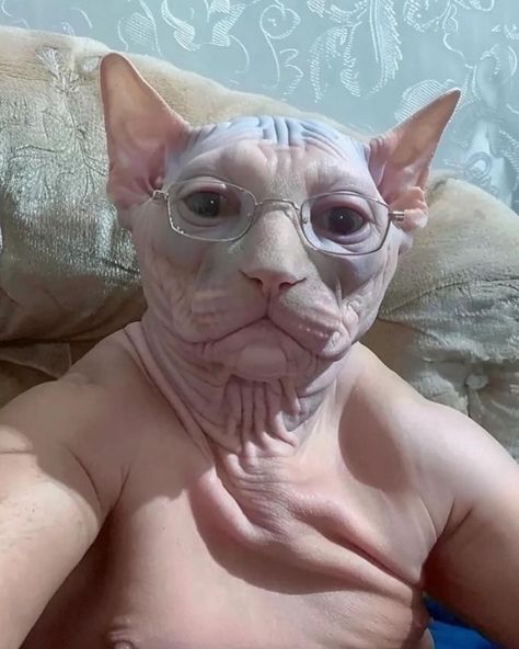 I’m not denying the cat lady allegations Bald Cat, Ugly Cat, Funny Cat Photos, Devon Rex, Hairless Cat, Silly Dogs, Silly Animals, Cute Animal Photos, Funny Cute Cats