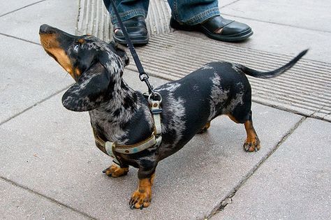 Black and Tan Dapple Doxie Black Dapple Dachshund, Blue Dapple Dachshund, Daschund Puppies, Weenie Dog, Baby Dachshund, Dog Room, Miniature Dachshunds, Dapple Dachshund, Dog Rooms