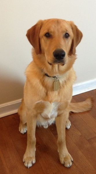 golden labrador - Joey! Short Hair Golden Retriever, Golden Retriever Lab Mix Puppy, Blond Labrador, Golden Retriever Lab Mix, Goldador Dog, Golden Labrador Puppy, Golden Retriever Facts, Golden Labrador Puppies, Lab Mix Puppies