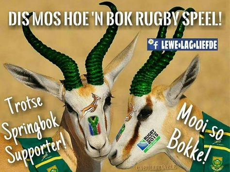 Bok Go Bokke, Springbok Rugby, South African Flag, Good Night Funny, South African, Rugby, South Africa