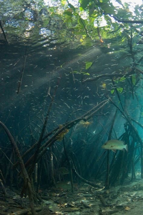 Underwater Aesthetic, Biotope Aquarium, Mangrove Swamp, Mangrove Forest, Underwater Art, Aquascaping, Underwater Photography, Under Water, Underwater World