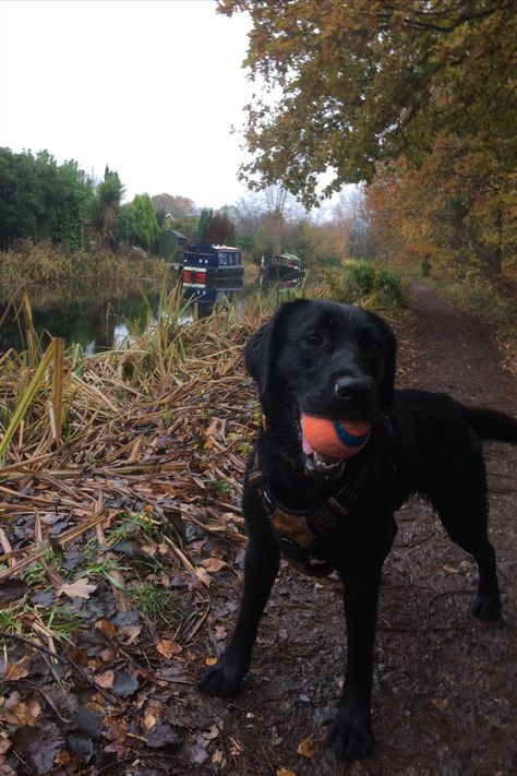 Black Lab Aesthetic, Fall Aesthetic Pictures, Ready For Autumn, Fall Mood Board, Fall Mood, Black Lab Puppies, Basset Hounds, Black Labs, Pumpkin Spice Season