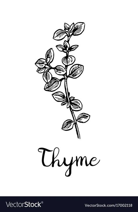 Cottagepunk Aesthetic, Spice Drawing, Herb Tattoo, Wooly Thyme, Thyme Flower, Me Logo, Olive Oil Packaging, Food Tattoos, Scarborough Fair