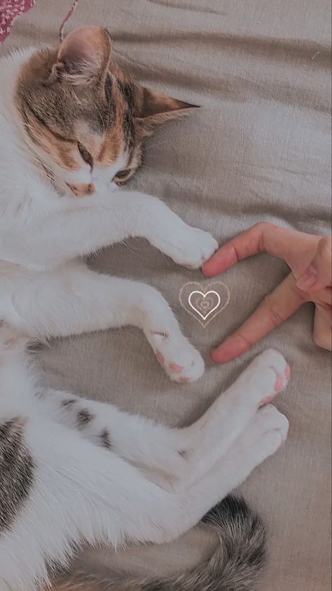 Cats Heart, Heart Cat, Cat Heart, Highlights Cover Instagram Friends, Girly Swag, Birthday Quotes Funny For Him, Cat Selfie, Cat Power, Cat Model