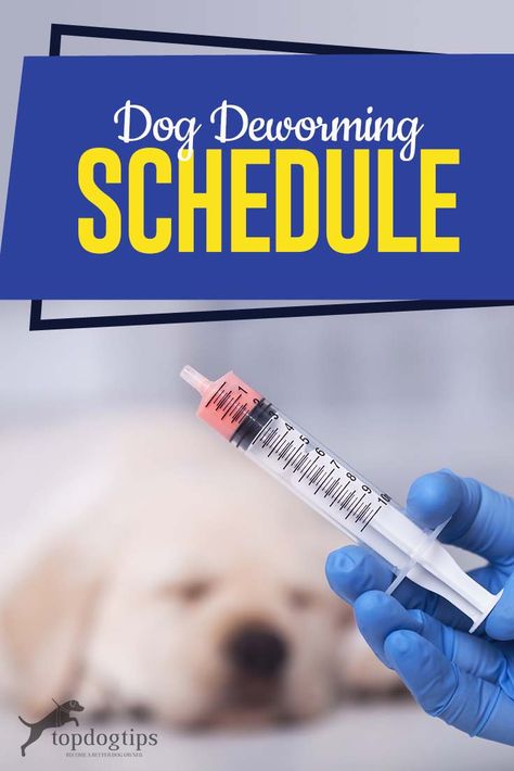 Full Dog Deworming Schedule Puppy Shot Schedule, Deworming Dogs, Dog Vet, Puppy Schedule, Parasitic Worms, Worms In Dogs, Dog Medicine, Heartworm Prevention, Dog Breeding