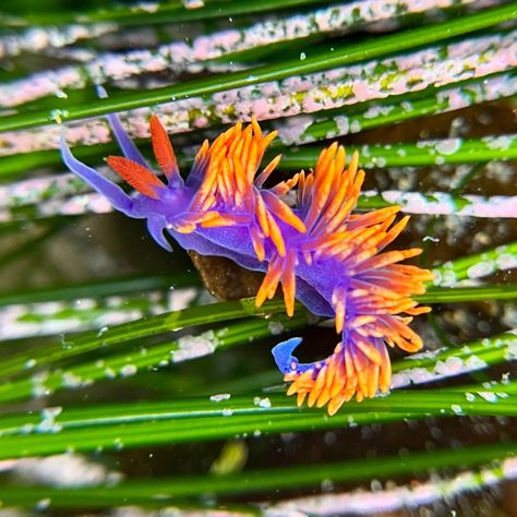 Spanish Shawl Nudibranch (Flabellinopsis iodinea)⁠ 📸 @cristina_science⁠ 📍 Crystal Cove State Park, CA⁠ "Such a dashing sea slug! The spanish shawl nudibranch (Flabellinopsis iodinea) can fold its foot along the midline and bend back and forth to propel itself through the water. Its vibrant colors resemble a flamenco dancer’s shawl— especially when it moves. Swipe to see it in action! 💃🏻"⁠ ⁠ My Mission: Make Nudibranch a Household Name 🐌 Tag me in your #NudiPics - I love to see Nudis from arou... Spanish Dancer Sea Slug, Crystal Cove State Park, Spanish Dancer, Flamenco Dancers, Sea Slug, Animals And Pets, State Parks, Dancer, Vibrant Colors