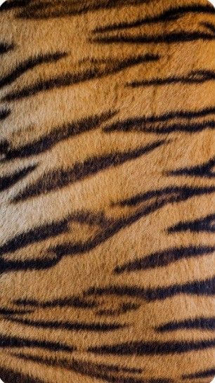 Tiger Print Pattern, Tiger Print Aesthetic, Tiger Print Wallpaper, Animal Print Aesthetic, Safari Resort, Animal Texture, Hulk Art, Animal Print Wallpaper, Animal Print Fabric