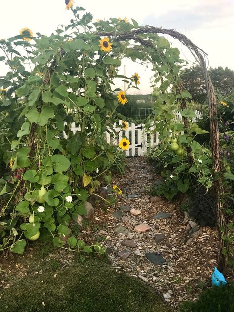 Sunflower Fence Line, Sunflower Garden Ideas, Garden Ideas Homemade, Garden Flower Ideas, Minnesota Garden, Landscaping Garden Design, Beautiful Flower Gardens, Growing Organic Tomatoes, Fine Gardening Magazine