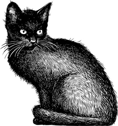 Black Kitty Drawing, Farm Cartoon, Black Cat Drawing, Black Cat Illustration, Kitten Drawing, Black Kitty, Cat Stock, Cat Sketch, Kitty Drawing