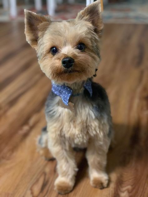 Short Hair Yorkie Haircuts, Morkie Puppies Haircuts, Boy Yorkie Haircuts, Short Yorkie Haircut Summer, Yorkie Terrier Haircuts Female, Teddy Bear Yorkie Haircut, Short Yorkie Haircut, Yorkie Haircut Male, Yorkie Haircut Teddy Bear