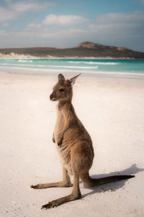 Roadtrip Tips, Australia Wildlife, Road Trip Playlist, Arizona Road Trip, Road Trip Planner, Perfect Road Trip, Us Road Trip, Summer Road Trip, Road Trip Fun