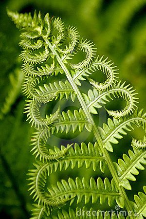 Fern Types, Plants Reference, Geometry In Nature, Ferns Garden, Meteor Garden 2018, Natural Patterns, Fern Leaf, Door Hooks, Nature Drawing