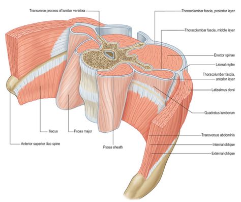 Human Anatomy Picture, Muscular System Anatomy, Muscles Anatomy, Human Heart Anatomy, Basic Anatomy, Human Movement, Anatomy Images, Basic Anatomy And Physiology, Heart Anatomy