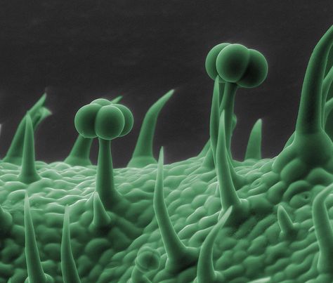 We don't need to leave the Earth to find alien landscapes~~Surface of a tomato leaf    Courtesy of Ken Bart Nacho Carbonell, Microscope Images, Body Images, Electron Microscope Images, Scanning Electron Microscope, Microscopic Photography, Micro Photography, Photo Macro, Microscopic Images