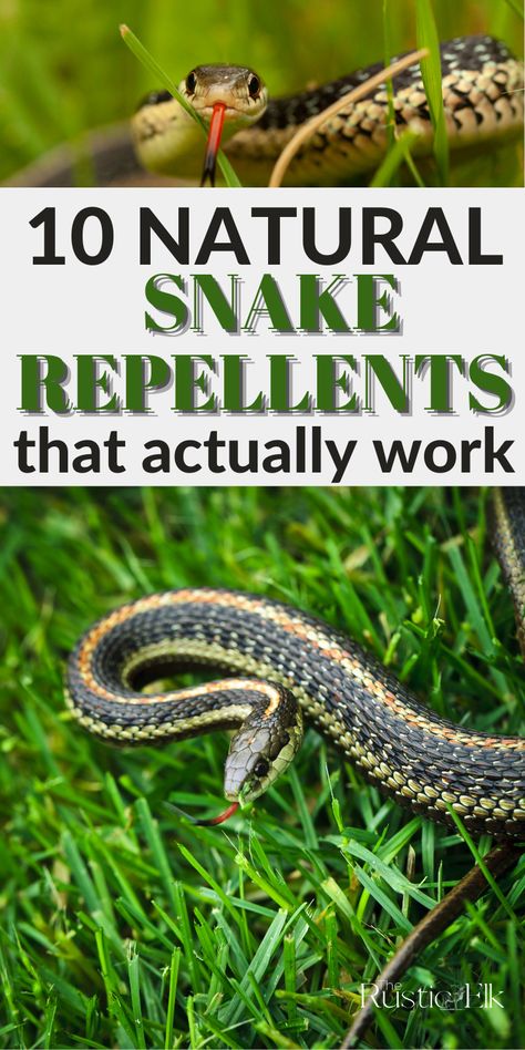 Snake Repellant Plants, Snake Repellant, Garden Snakes, Rodent Repellent, Natural Repellent, Garden Remedies, Natural Pest Control, Garden Pest Control, House Landscaping