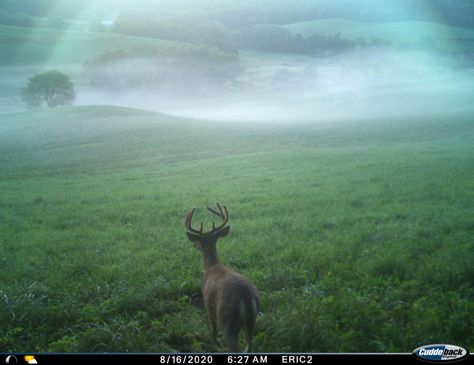 Trail Cam, Trail Cameras, Deer Photos, Trail Camera, Deer Art, Pretty Photos, Nature Trail, Aesthetic Images, Graphic Image