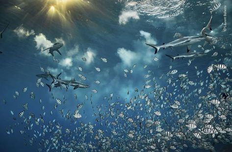 Under Water Highly Commended: "The Current Of Life" By Laurent Ballesta Grey Reef Shark, Reef Shark, Wildlife Photographer, Prize Winning, Marine Environment, Natural History Museum, Maritime Museum, South Pacific, History Museum