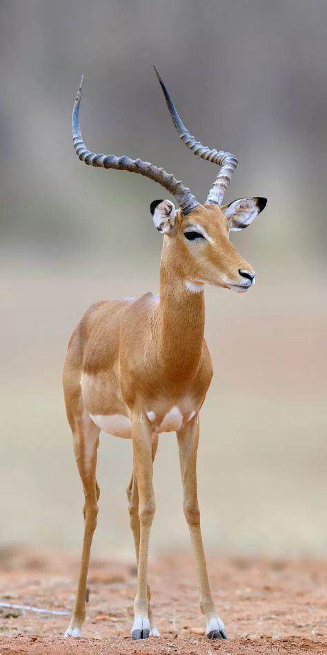 Africa Wildlife Photography, South Africa Animals, African Animals Photography, South African Animals, African Wildlife Photography, Deer Photography, Animal Photography Wildlife, Wild Animal Wallpaper, Wild Animals Photography