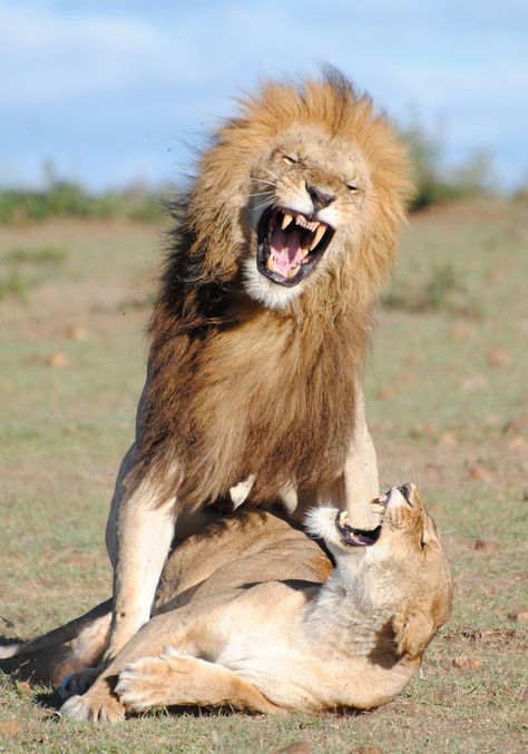 Lion Quote, Lion Playing, Lion Love, Lion And Lioness, Exotic Cats, Masai Mara, Great Cat, Wild Creatures, Domestic Cat