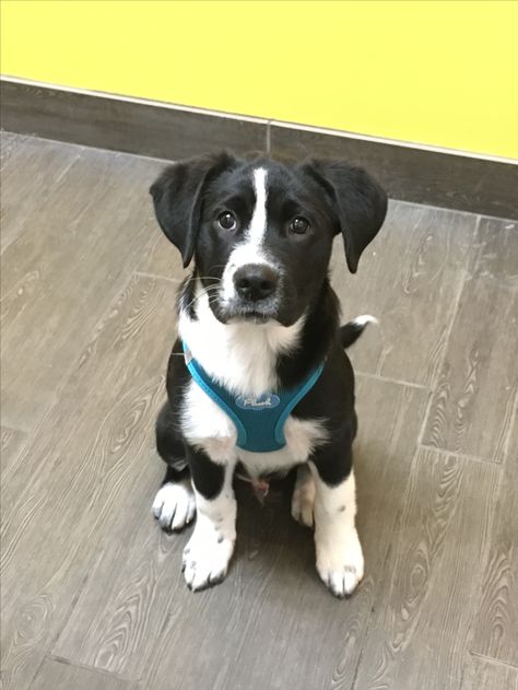 Kelpie Puppy, Border Collie Lab Mix, Lab Mix Puppies, Border Collie Mix, Collie Mix, Washington State, Puppies For Sale, Border Collie, Small Dogs