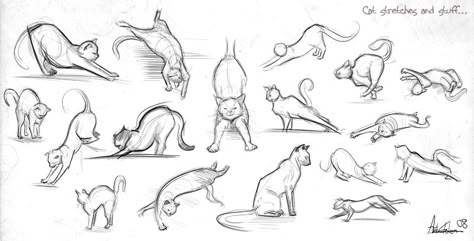 A day in the life of a cat illustrations - Google Search Cats Reference Drawing, Cats Reference, Cat Sketches, Cat Drawing Tutorial, Cat Stretching, Cat Anatomy, Cat Reference, Cat Sketch, Reference Drawing