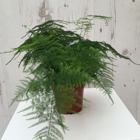 Plumoso Asparagus Setaceus, Asparagus Plant, Zen Place, Succulent Bonsai, Asparagus Fern, Best Indoor Plants, Fern Plant, Plant Decor Indoor, Interior Plants