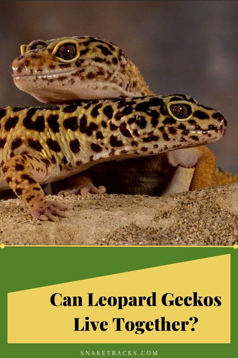 Leopard geckos can maybe live together. There are some things to take into account including their health, environment, behavior, gender, and size and so many. To know more, go to destination. Simple Leopard Gecko Setup, Leopard Gecko Setup, Pet Gecko, Gecko Habitat, Leopard Geckos, Terrarium Ideas, Live Together, Living Together, Leopard Gecko