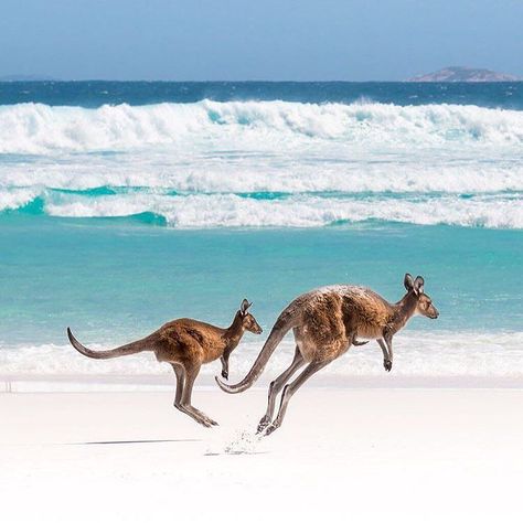 wildlifeaddicts: "Rare moments of Kangaroos jumping at the beach in Australia.  Pic via @lovethywalrus  Such a beautiful moment use hashtag #wildlifeaddicts to get featured!  #Australia #wildlifeaddicts #travel #love" Kangaroo Jumps, Happy Australia Day, Kangaroo Island, Instagram Snap, Australia Day, Australian Animals, Big Island, Australia Travel, Tasmania