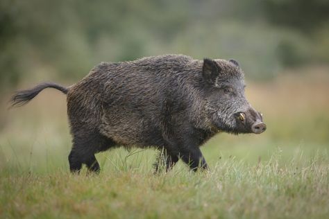 Hog Trap, Wild Boar Hunting, Feral Pig, Pig Hunting, Boar Hunting, Wild Pig, Hog Hunting, Wild Hog, List Of Animals