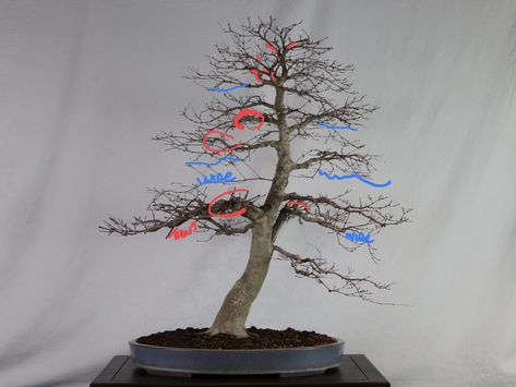 Red Maple Bonsai, Root Work, Japanese Maple Bonsai, Japanese Red Maple, Bonsai Making, Maple Bonsai, Bonsai Wire, Bonsai Techniques, Moss Plant