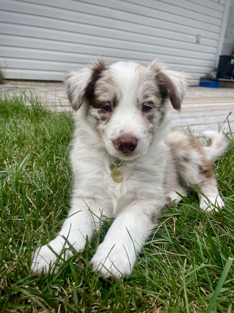 Red Border Collie Puppy, Merle Border Collie Puppy, Red Merle Border Collie, Merle Border Collie, Red Border Collie, Border Collie Puppy, Collie Puppy, Collie Puppies, Border Collie Puppies