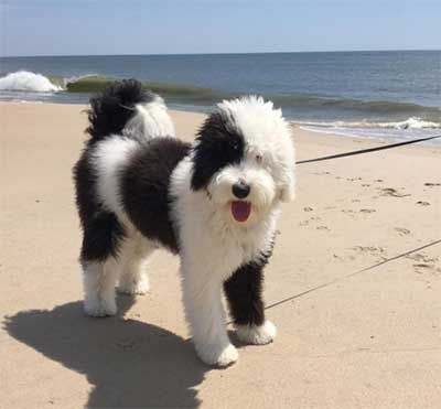 Puppy Grooming Styles, Sheepadoodle Grooming Styles, Sheepadoodle Grooming, Doodle Bob, Sheepadoodle Puppy, Wholesome Stuff, Doodle Dogs, Poodle Puppy Standard, Puppy Time