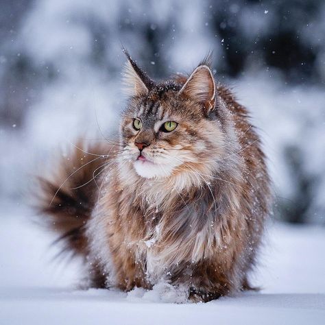 Ragamuffin Cat, Ugly Cat, Dream's Cat, Rare Cats, Ragamuffin, Long Haired Cats, Norwegian Forest, Siberian Cat, Forest Cat