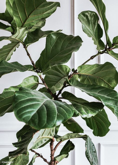 Fig Tree Plant, Fiddle Leaf Fig Plant, Botanical Background, Fig Plant, Fiddle Leaf Fig Tree, Nice Pic, Green Interior, Image Ideas, Plant Aesthetic