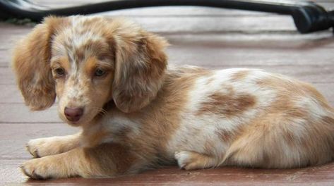 10 Adorable Dapple Dachshund Pictures Dachshund Blonde, Merle Dachshund, Piebald Dachshund, Dachshund Puppy Long Haired, Red Dachshund, Brown Dachshund, Dachshund Funny, Dachshund Puppy Miniature, Dapple Dachshund