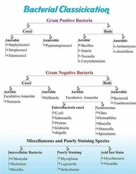 Bacterial Classification Bacterial Classification, Antibiotics Classification, Veterinary Microbiology, Microbiology Study, Medical Laboratory Technician, Microbiology Lab, Medical Laboratory Scientist, Medical Student Study, Pharmacology Nursing