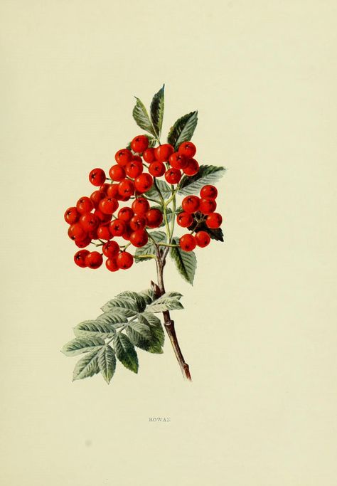 This is from the free printable-Bio Diversity Library-has fantastic prints  London :Hutchinson,1902. biodiversitylibrary.org/item/45064. Illustration Botanique Vintage, Botanisk Illustration, Rowan Tree, Cardboard Frame, Mountain Ash, Botanical Illustration Vintage, Illustration Botanique, Clip Art Vintage, Scientific Illustration