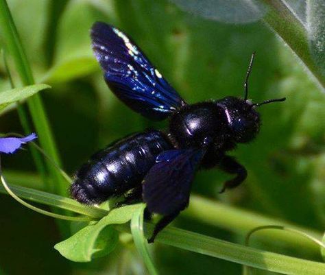 Did you know the Violet ‪#‎CarpenterBee‬ (Xylocopa violate) is about THREE TIMES the size of the biggest ‪#‎bumblebee‬? That's a lot of bee to love! Comment below and tell us your initial reaction to this bee! Photo by Große Holzbiene Via: Scout Bee Stingless Bees, Urban Beekeeping, Solitary Bees, Carpenter Bee, I Love Bees, Black Bee, Bee Photo, Bee's Knees, Bee Kind