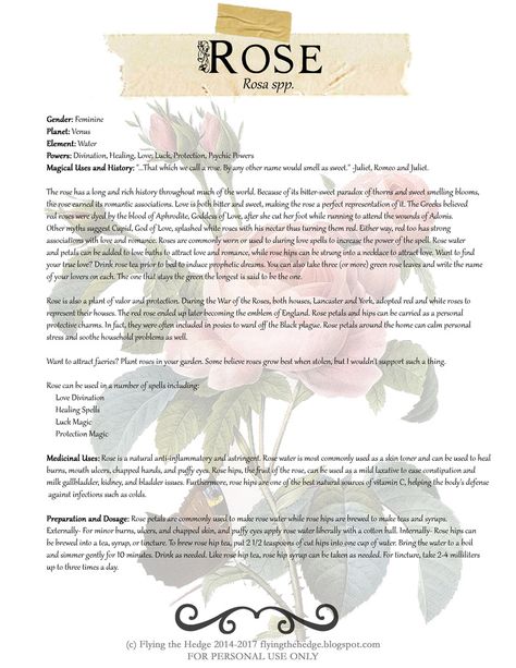 Magical and Medicinal uses of Rose. Free BOS page! Wiccan Chants, Magickal Herbs, Witch Herbs, Green Witchcraft, Witch Garden, Magic Herbs, Healing Spells, Magical Herbs, Water Powers