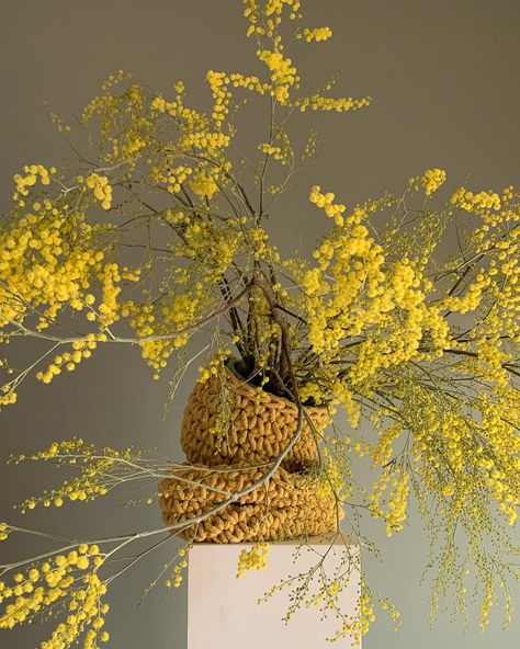 Mimosa Flower Aesthetic, Yellow Bouquet Aesthetic, Dream Installation, Bar Florals, Mimosa Flowers, Bathroom Mural, Mimosa Flower, Yellow Bouquets, Wedding Backdrop Design