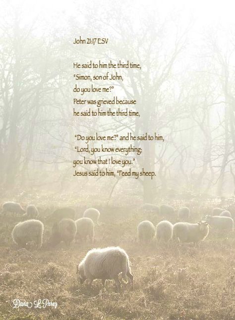 Feed My Sheep Lds, Black Sheep Quotes Inspiration, I Know My Sheep And My Sheep Know Me, Sheep Quote, Don’t Be A Sheep Quotes, Feed My Sheep, Youth Activities, Girls Camp, Lds Quotes